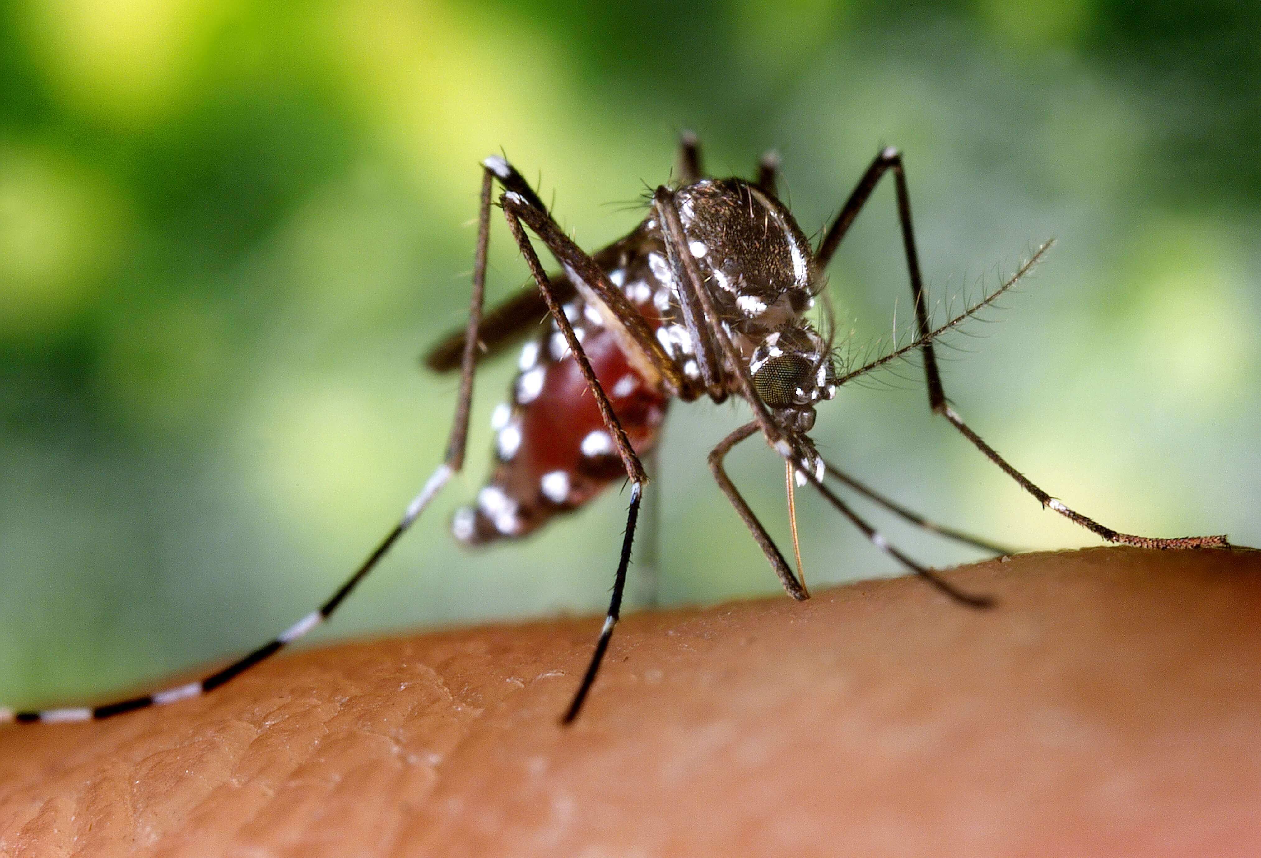 mosquito-insect